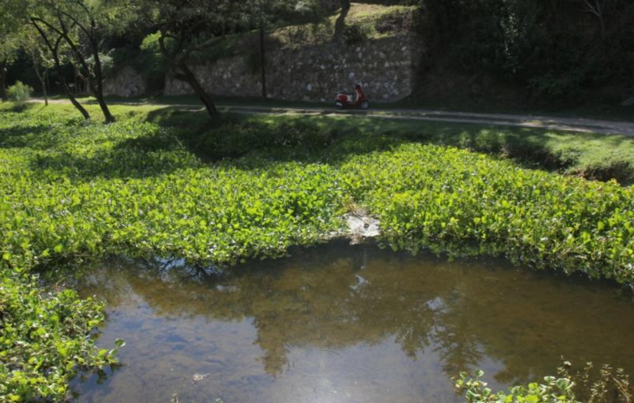 camalotes